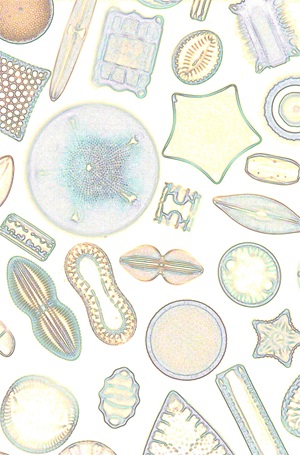 Diatoms pastel